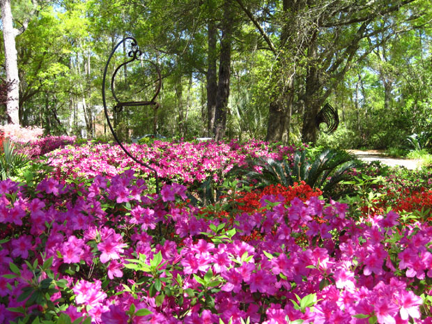 Wilmington NC Azalea Garden Tour