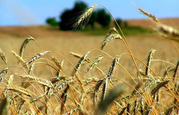 Wheat for Summer Beer