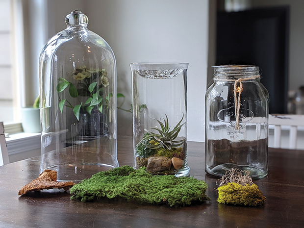 No Fuss, No Water, Moss Terrarium