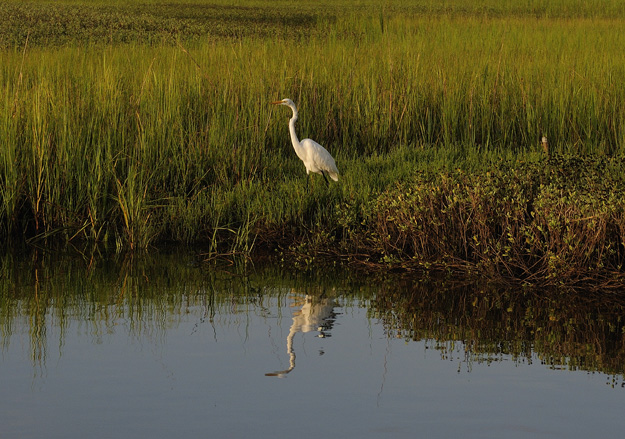 Flounder fishing has been great in marshes north of Bald Head Island